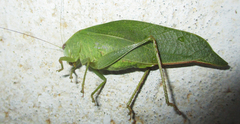 Eurycorypha