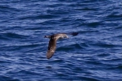 Calonectris