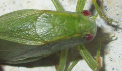 Eurycorypha