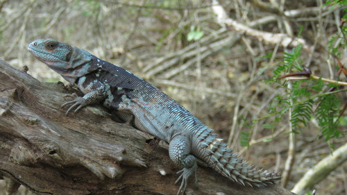 Yucatán Spiny-tailed Iguana