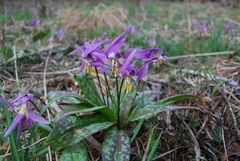 Erythronium sajanense