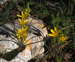 Gagea chlorantha