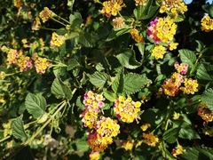 Lantana camara