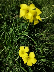 Oxalis pes-caprae