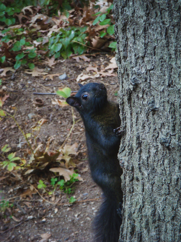 Eastern Gray Squirrel photographed in Delaware