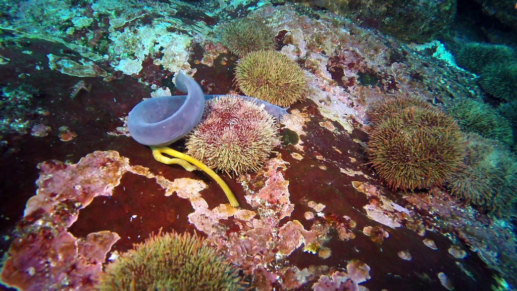 Chilean Hagfish
