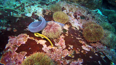 Eptatretus polytrema