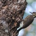 Buff-necked Woodpecker - Photo (c) Tan Kok Hui, some rights reserved (CC BY-NC)