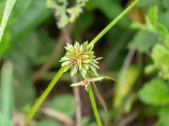 Cyperus incomtus
