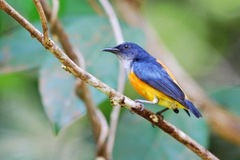 Dicaeum trigonostigma