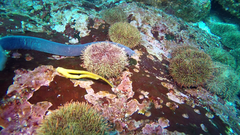 Eptatretus polytrema