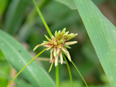 Cyperus incomtus