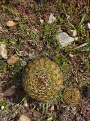 Oroya peruviana