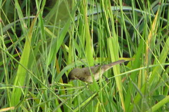 Sporophila nigricollis