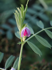 Vicia peregrina