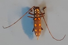 Olenecamptus siamensis