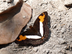 Adelpha capucinus