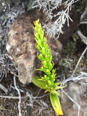 Benthamia nigrescens image