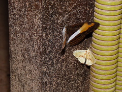 Adelpha cocala