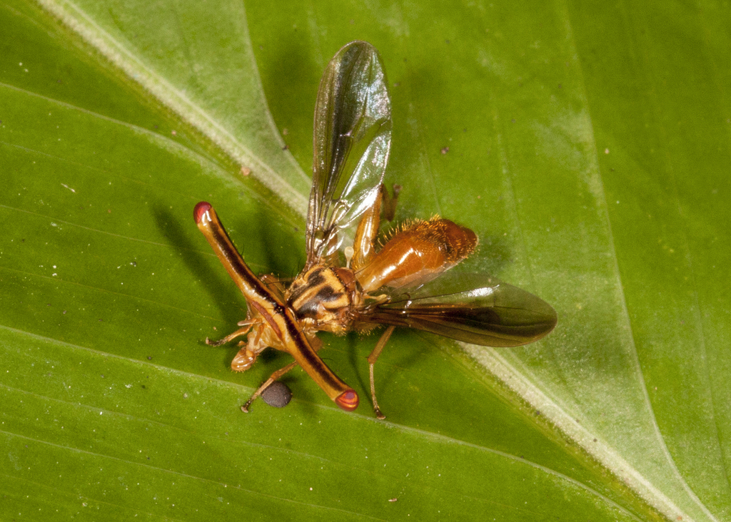 Richardia telescopica
