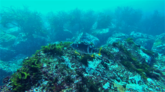 Chirodactylus variegatus