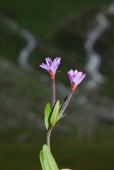 Epilobium nutans