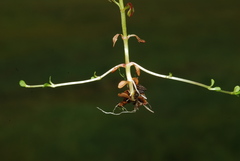 Epilobium nutans