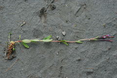 Epilobium nutans