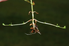 Epilobium nutans