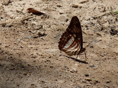 Adelpha erotia