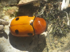Cryptocephalus pominorum