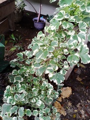 Polyscias balfouriana marginata