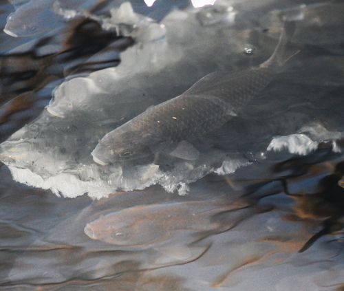 Common carp balığı
