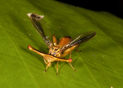 Richardia telescopica