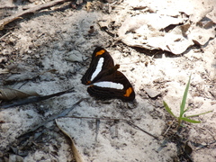 Adelpha iphiclus