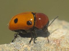 Cryptocephalus pominorum