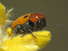 Cryptocephalus pominorum