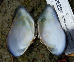 Alasmidonta marginata