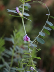 Vicia peregrina
