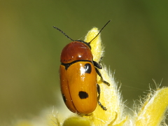 Cryptocephalus pominorum