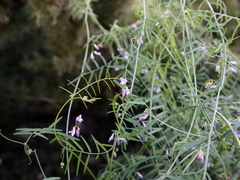 Vicia peregrina