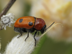 Cryptocephalus pominorum