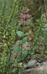 Stachys thunbergii