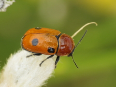 Cryptocephalus pominorum