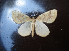 Eulithis mellinata
