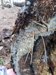 Radulomyces confluens