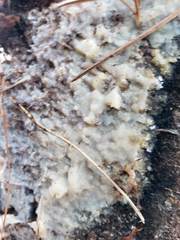 Radulomyces confluens