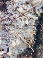 Radulomyces confluens