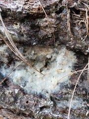 Radulomyces confluens