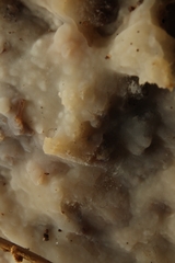 Radulomyces confluens